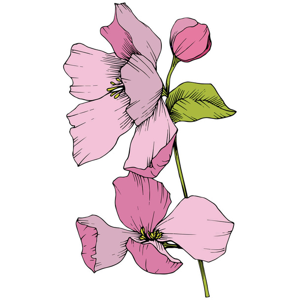 Vector. Appe blossom flowers. Pink and green engraved ink art. I - Vector, Image