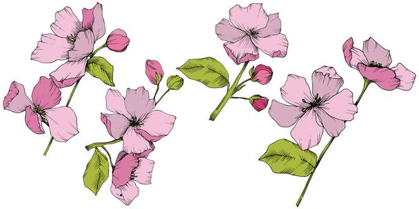 Vector. Appe blossom flowers. Pink and green engraved ink art. I - Vector, Image