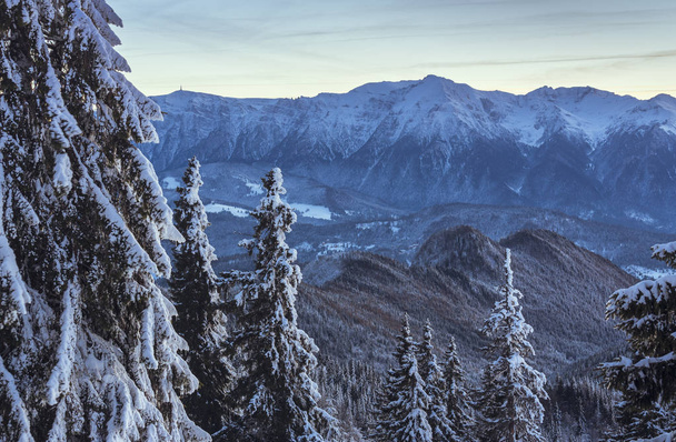 Winter alpine scenery with snowy fir trees and Bucegi mountains range on a serene cold morning as seen from Postavaru mountain, Poiana Brasov resort, Romania. - Zdjęcie, obraz