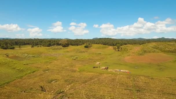 Terreni agricoli in provincia Filippine
 - Filmati, video