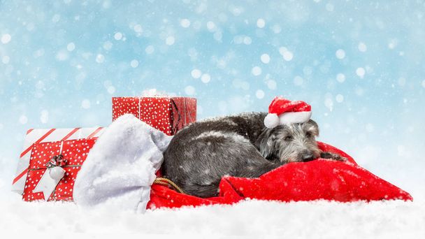 Cansado perro de Navidad durmiendo en Santa Claus saco de regalos con nieve cayendo
  - Foto, Imagen
