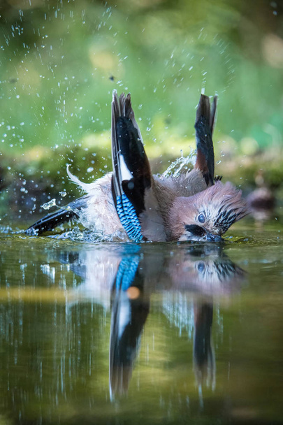Eurasian Jay, Garrulus glandarius is sitting at the forest waterhole, reflecting in the  surface, preparing for the bath, colorful background and nice soft light, nice typical blue wing s feathers - Photo, Image