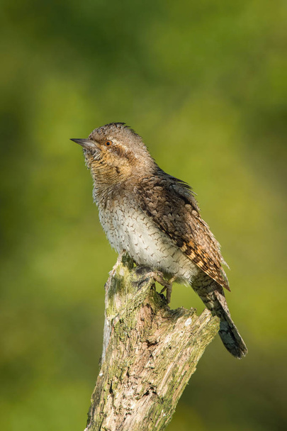 Eurasian Wryneck, Jynx torquilla is perched on the top of the stick in the nice green background, it is near his nest during their nesting season, golden light picture, Czech Republic - 写真・画像