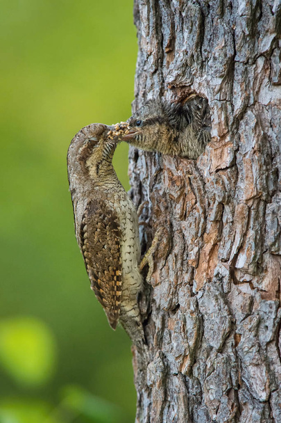 Eurasian Wryneck, Jynx torquilla is feeding its chicks in the nice green background, it is at its nest during their nesting season, golden light picture, Czech Republic - Photo, Image