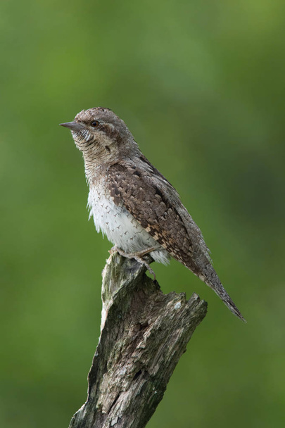 Eurasian Wryneck, Jynx torquilla is perched on the top of the stick in the nice green background, it is near his nest during their nesting season, golden light picture, Czech Republic - Photo, Image