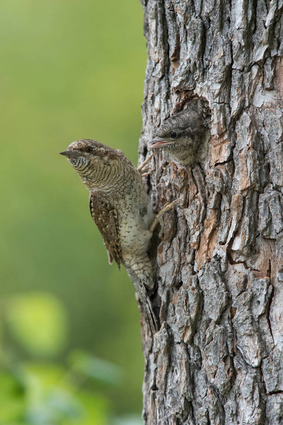 Eurasian Wryneck, Jynx torquilla is feeding its chicks in the nice green background, it is at its nest during their nesting season, golden light picture, Czech Republic - Photo, Image