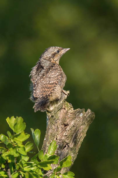 Eurasian Wryneck, Jynx torquilla is perched on the top of the stick in the nice green background, it is near his nest during their nesting season, golden light picture, Czech Republic - Photo, Image