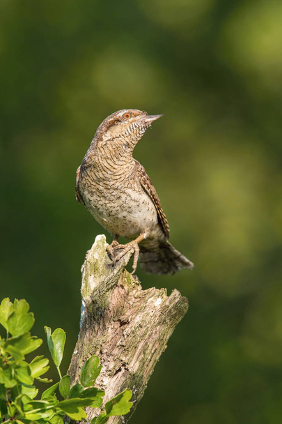 Eurasian Wryneck, Jynx torquilla is perched on the top of the stick in the nice green background, it is near his nest during their nesting season, golden light picture, Czech Republic - Fotoğraf, Görsel