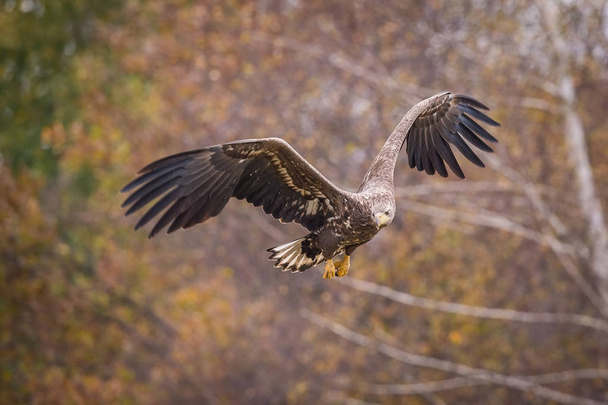The White-tailed Eagle, Haliaeetus albicilla is flying in autumn color environment of wildlife. Also known as the Ern, Erne, Gray Eagle, Eurasian Sea Eagle. Nice autumn colorful background - Fotografie, Obrázek
