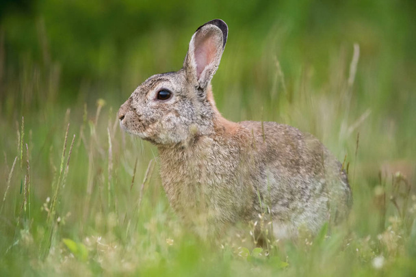 europäisches kaninchen, oryctolagus cuniculus sitzt im gras während des untergangs, schöner wiesenhintergrund, tschechisch - Foto, Bild