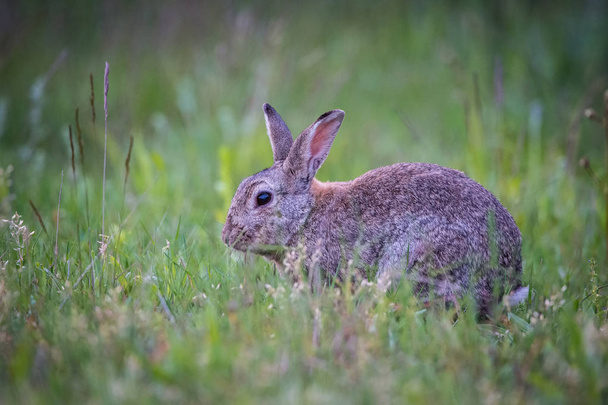 European Rabbit, Oryctolagus cuniculus is sitting in the grass during the sunset, nice meadow background, Czechi - Photo, Image