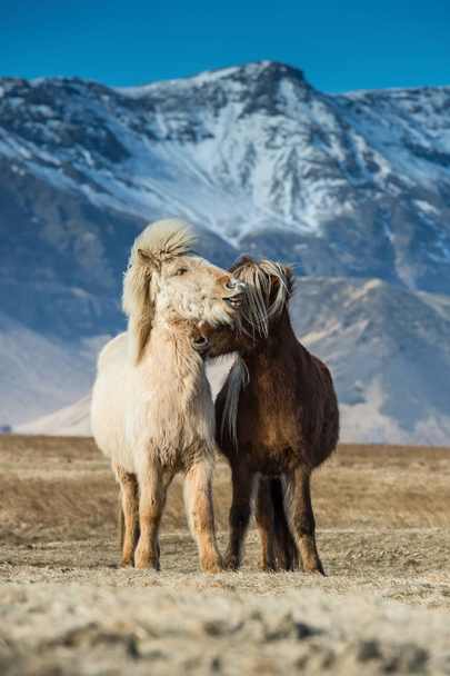 The beautiful horses during courtships on the Icelandic plains. In the background are the mountains with beautiful blue sky. - Foto, Imagen