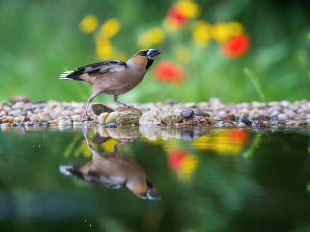 The Hawfinch, Coccothraustes coccothraustes is sitting at the waterhole in the forest, reflecting on the surface, preparing for the bath, colorful backgound with some flower. - 写真・画像