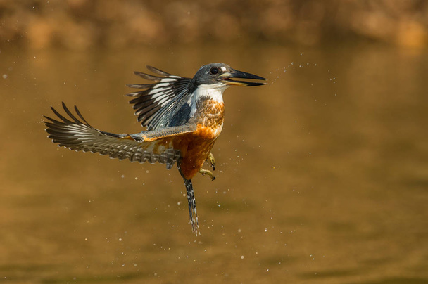 The diving Ringed Kingfisher, megaceryletorquata is flying in golden brown background. The kingfisher just made big splash of water.  Amazing moment on the Rio Negro River in Brazilian Pantanal. - Photo, Image