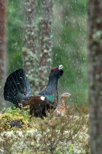 Западный Capercaillie, Tetrao urogallus, также известный как Wood Grouse, Heather Cock, или просто Capercaillie в лесу, показывает во время их lekking сезона. Они находятся в типичной среде обитания
 - Фото, изображение