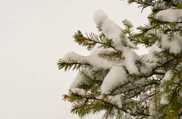 Κλείνω πάνω θέα από τα κλαδιά καλυμμένα με χιόνι από ένα χριστουγεννιάτικο δέντρο - Φωτογραφία, εικόνα