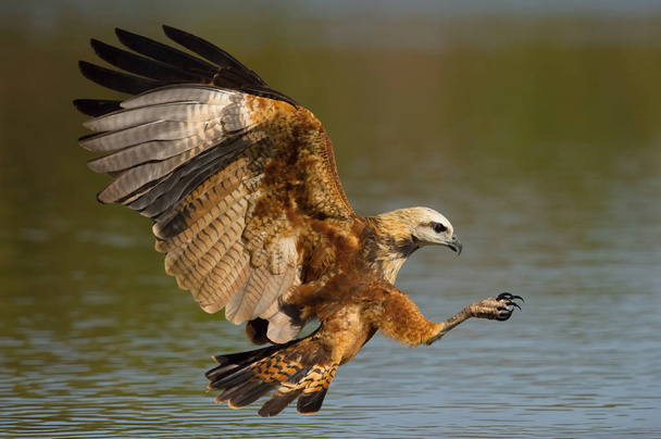 The Black-collared Hawk or Busarellus nigricollis is flying and trying to catch the fish from Rio Negro River in Brazil in Pantanal. Colorful environment of wildness. - Photo, Image