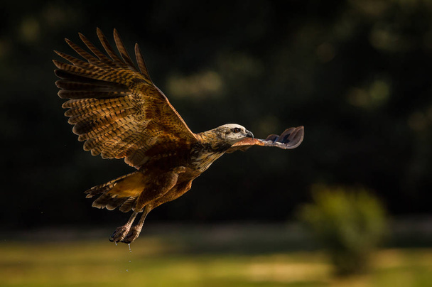 El Halcón de Cuello Negro o Busarellus nigricollis está volando y tratando de atrapar a los peces del Río Negro en Brasil en Pantanal. Ambiente colorido de lo salvaje
. - Foto, imagen