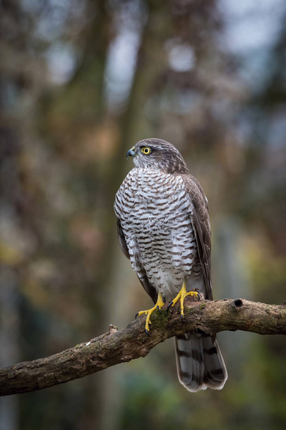 The Eurasian Sparrowhawk, accipiter nisus sitting on the branch in beuatiful colorful autumn environment. Pretty colorful contrasting backround with nice bokeh. - Photo, Image
