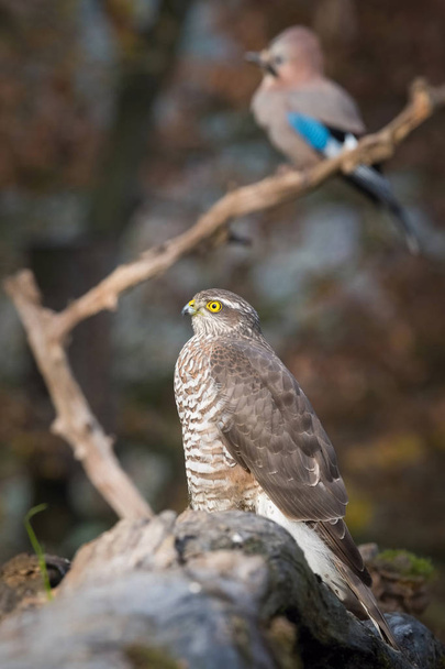 Sparrowhawk and Jay. The Eurasian Sparrowhawk, accipiter nisus sitting on the branch in beuatiful colorful autumn environment. Pretty colorful contrasting backround with sitting Eurasian jay.  - Photo, Image