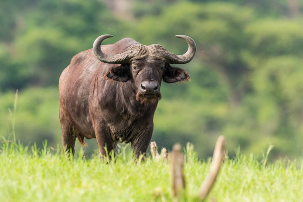 Африканські буйволи, Syncerus cafferat, стоячи дійсно близькі в траві, Уганда, в тлом є зелені дерева. Одним з найнебезпечніших тварин в Африці. - Фото, зображення