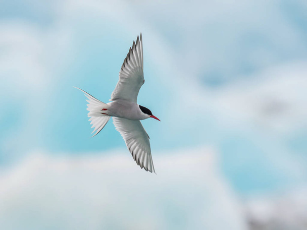 The Arctic Tern or Sterna paradisaea is soaring and  looking for the fish, in the background are pieces of blue glacier, at the famous glacier lake Jkulsrln in Iceland - Photo, Image