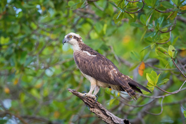 The Osprey, Pandion haliaetus just sitting on the branch and eatting the fish, also called Sea Hawk, River Hawk, and Fish Hawk, Trinida - Photo, Image