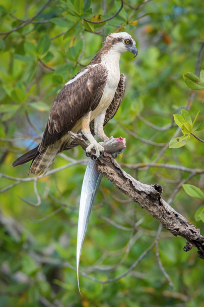 Le Balbuzard pêcheur, Pandion haliaetus assis sur la branche et mangeant le poisson, également appelé Sea Hawk, River Hawk, et Fish Hawk, Trinida
 - Photo, image