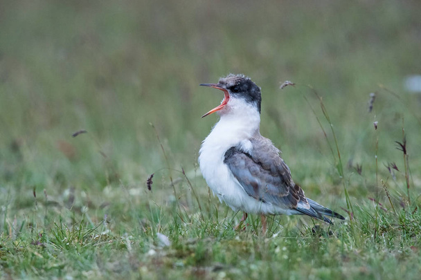 The Arctic Tern or Sterna paradisaea is flying and looking for its chicks to feed them they nest in typical medow, at the famous Jkulsrln glacier lake in Iceland - Photo, Image