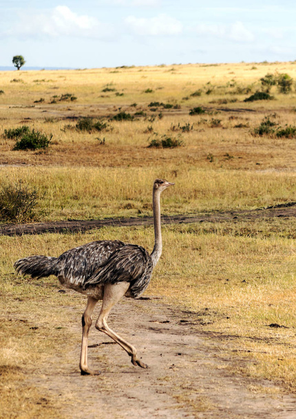 Ostriches in the savannah of Kenya under a cloudy sky - Fotó, kép