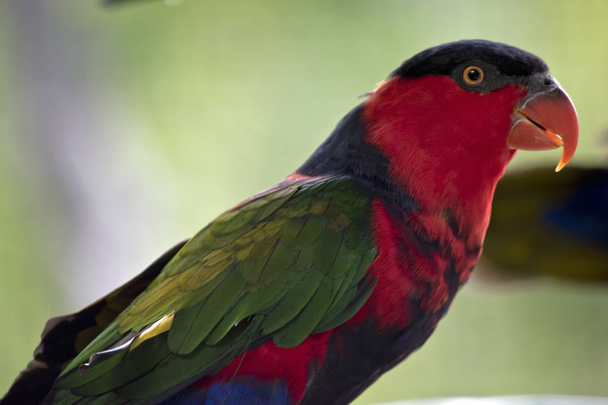this is a side view of a black capped lory - Foto, Imagem