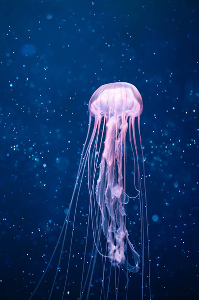 água-viva brilhante subaquática com partículas de luz
 - Foto, Imagem