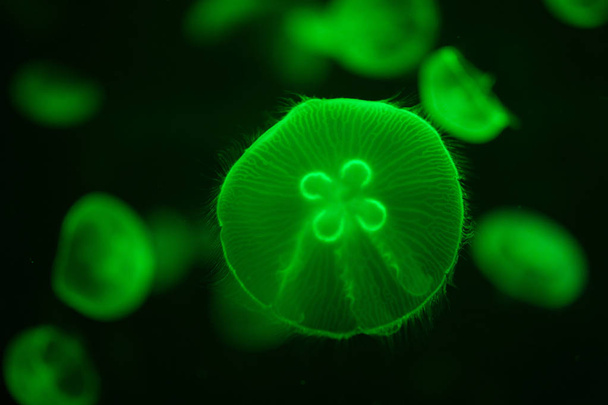 yeşil ışıklı aurelia denizanası suyun altında - Fotoğraf, Görsel