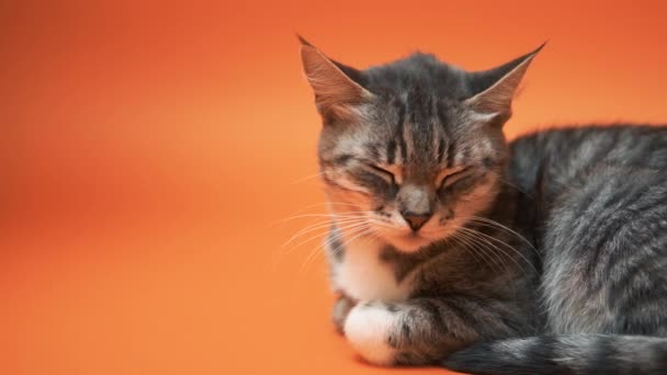 Szary kot na pomarańczowym tle - Materiał filmowy, wideo
