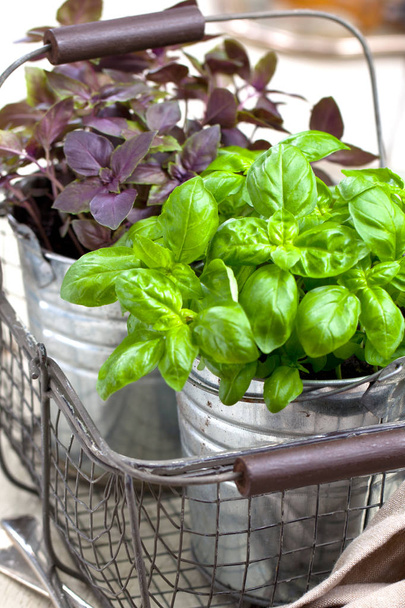fresh red and green basil plant in a flower pot on rustic table. - 写真・画像