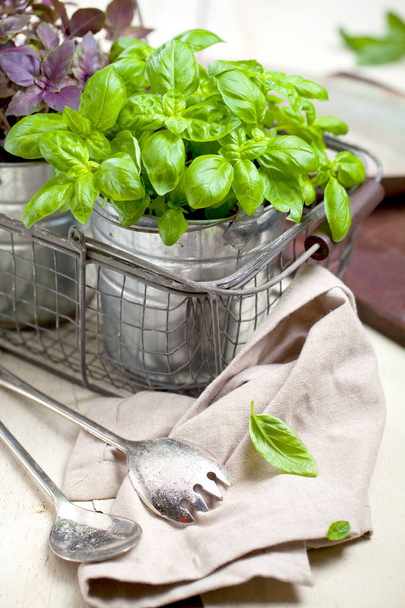 fresh red and green basil plant in a flower pot on rustic table. - Fotografie, Obrázek
