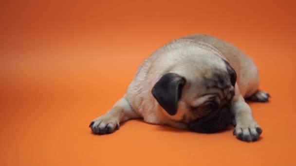 Cucciolo triste di un carlino, su uno sfondo arancione
 - Filmati, video