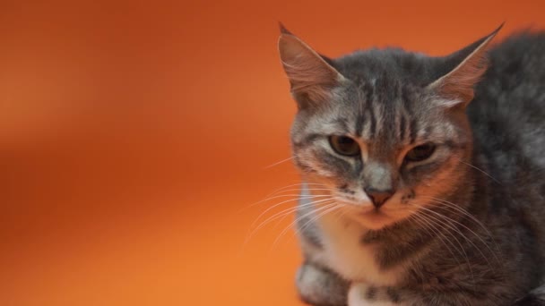 Szary kot na pomarańczowym tle - Materiał filmowy, wideo