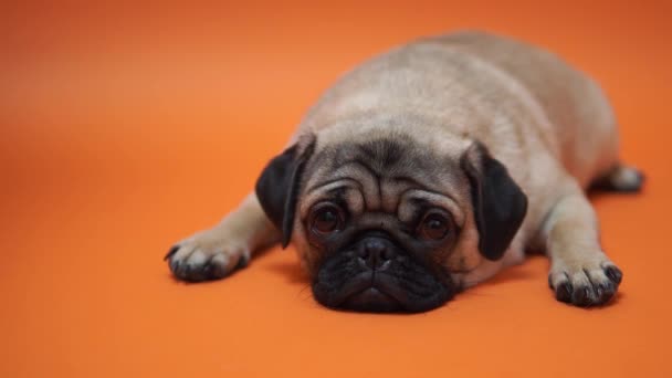 Sad puppy of a pug, on an orange background - Footage, Video