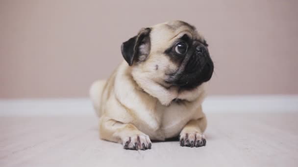 Excited, scared portrait of dog pug, Close-up - Footage, Video