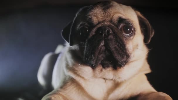 Portrét a roztomilý pug psa ve tmě - Záběry, video