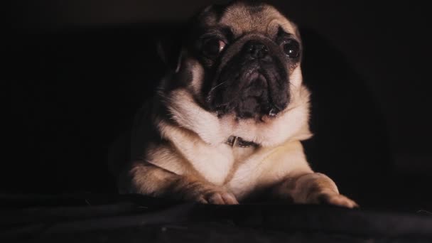 Portrét a roztomilý pug psa ve tmě - Záběry, video
