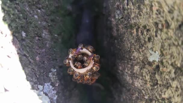 針のないハチの管状ワックス樹脂巣蜂の巣のクローズ アップ ビュー。新熱帯区翼社会性昆虫.  - 映像、動画