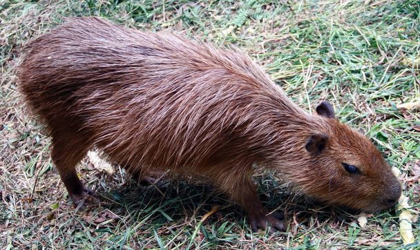Capybara, también llamado chiguire y carpincho
. - Foto, imagen
