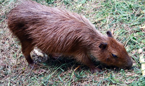 Capybara, también llamado chiguire y carpincho
. - Foto, imagen