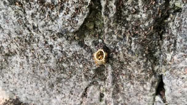 Интересное смолистое трубчатое гнездо безжальных пчел над серой скалой. Tetragonisca angustula speciments flying over their beehive
. - Кадры, видео