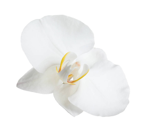 Beautiful tropical orchid flower on white background - Foto, afbeelding
