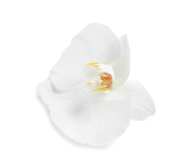 Beautiful tropical orchid flower on white background - Фото, изображение