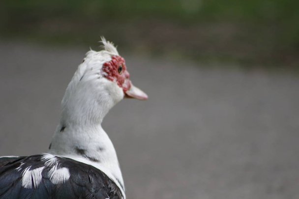 Muscovy Duck é um pássaro realmente interessante nativo do hemisfério sul comumente referido como um pato, mas na verdade é uma espécie diferente do que os parentes do pato Mallard
.. - Foto, Imagem