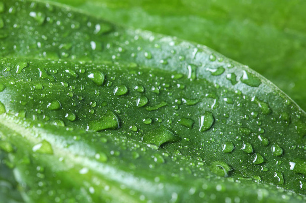 Macro view of water drops on green leaf - Фото, изображение